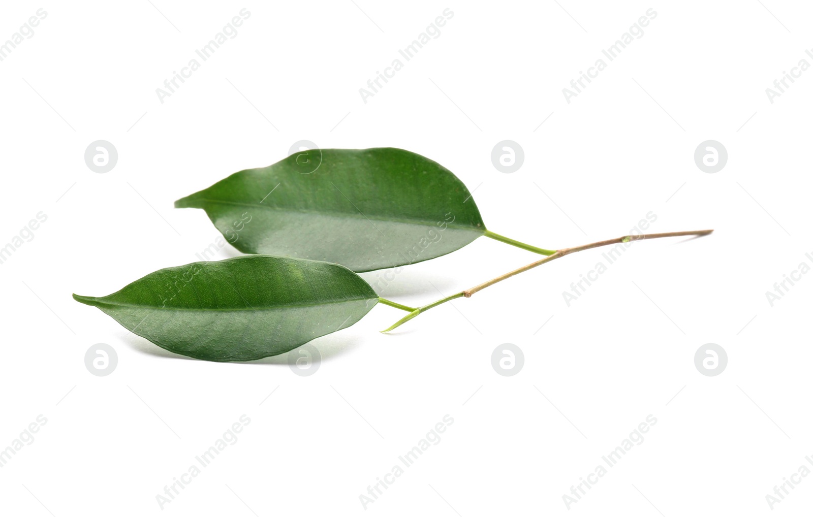 Photo of Fresh green ficus leaves on white background