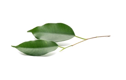 Photo of Fresh green ficus leaves on white background