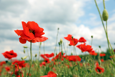 Photo of Beautiful red poppy flowers growing in field, closeup. Space for text