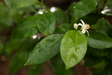 Blossoming tangerine tree in greenhouse, closeup view