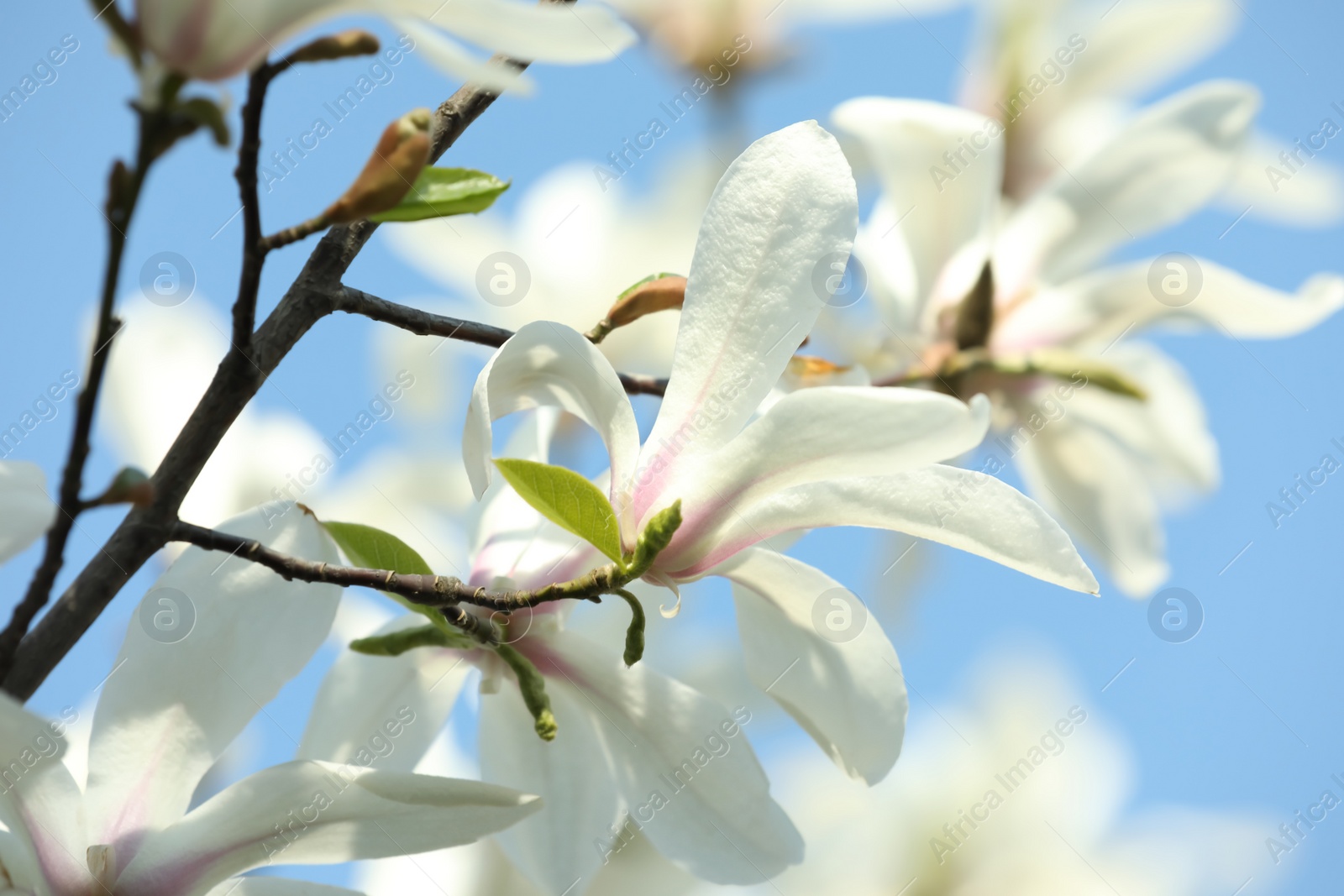 Photo of Beautiful blooming Magnolia tree branch on sunny day outdoors, closeup