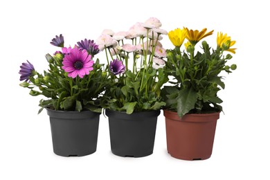 Different beautiful potted flowers isolated on white