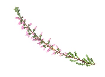 Sprig of heather with beautiful flowers isolated on white