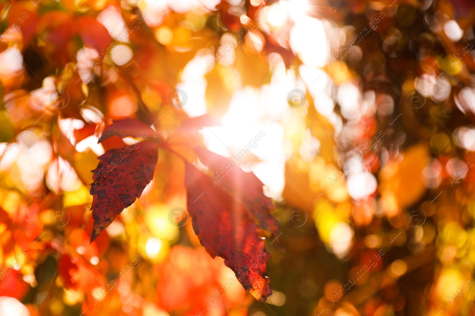 Photo of Tree branch with sunlit bright leaves in park, closeup. Autumn season