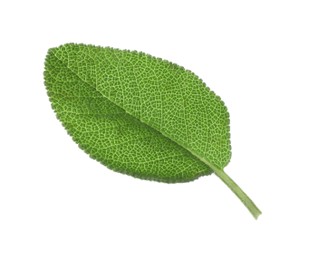 Photo of One fresh sage leaf isolated on white
