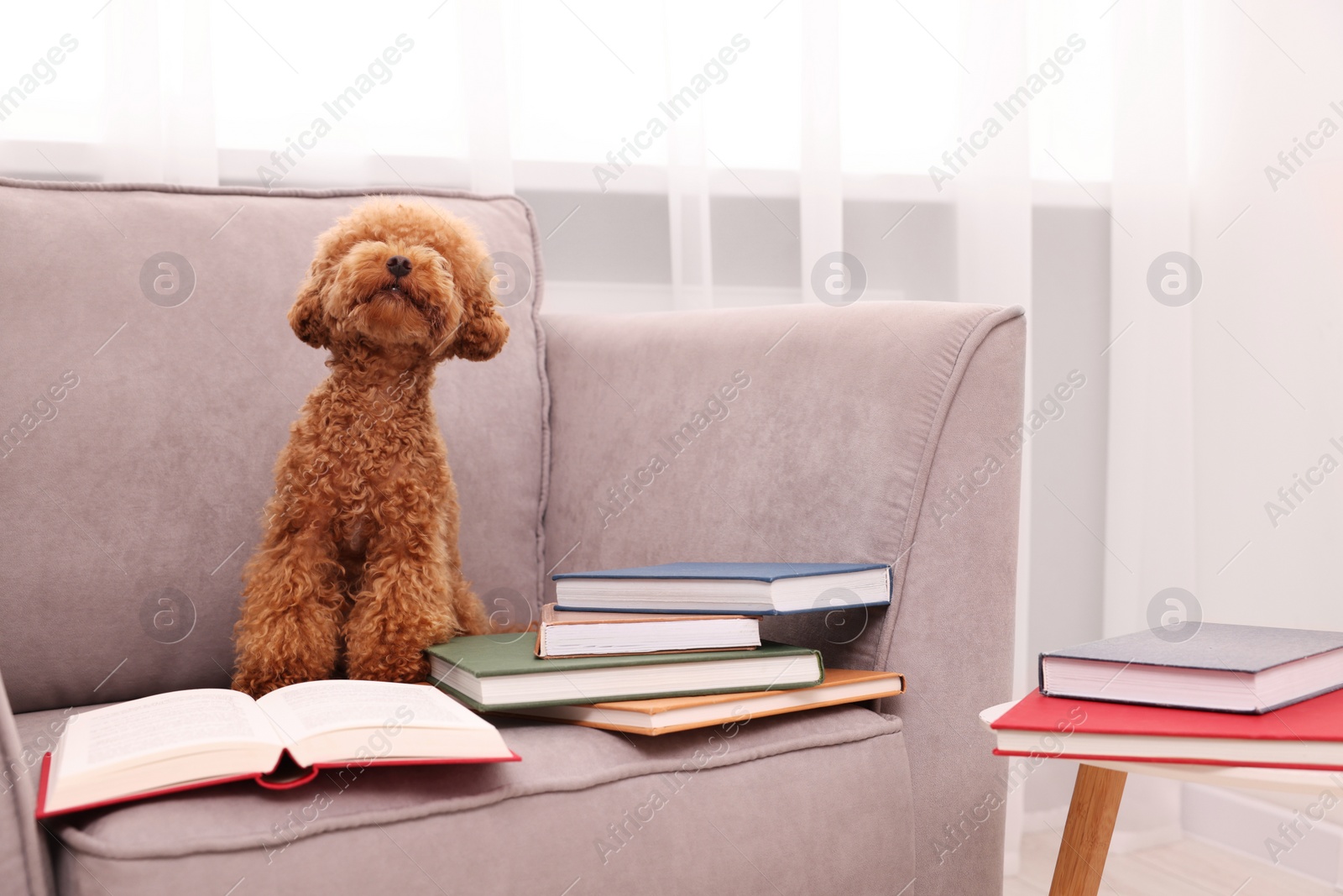 Photo of Cute Maltipoo dog with books on armchair indoors. Lovely pet