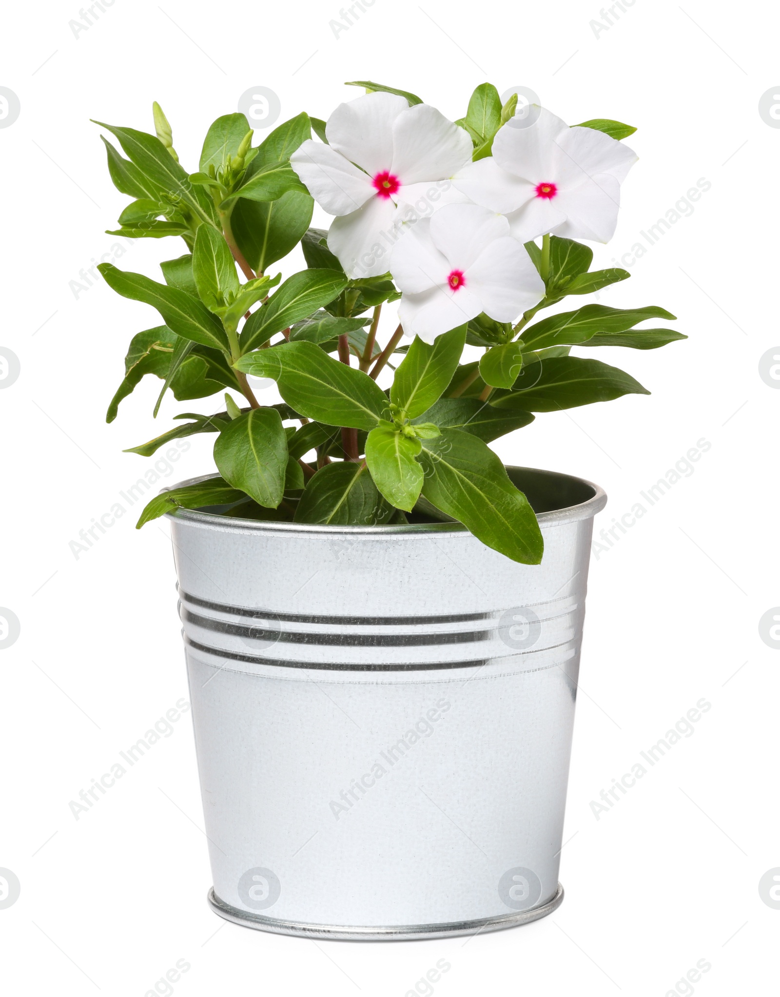 Photo of Beautiful catharanthus flower in metal pot isolated on white