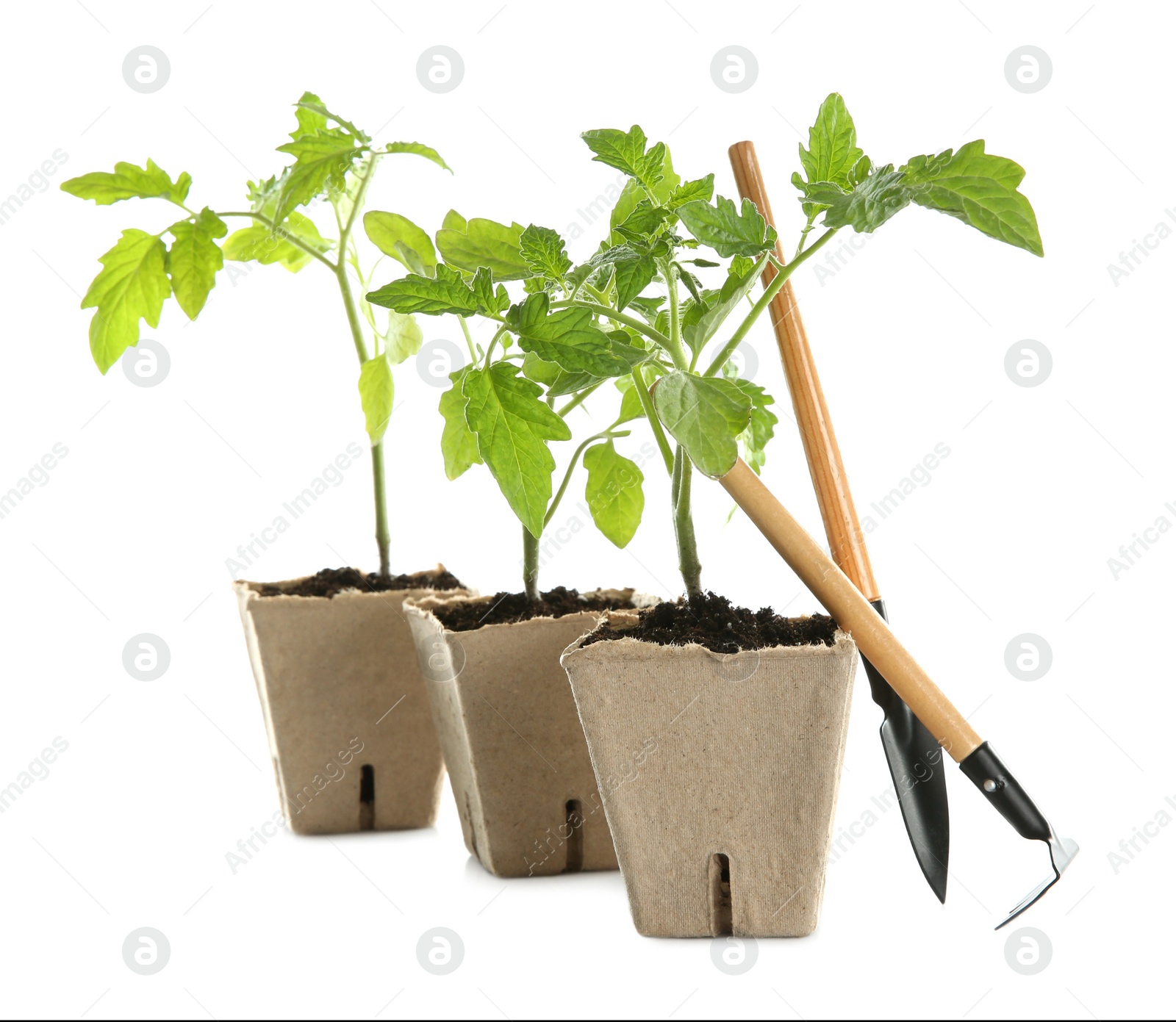 Photo of Gardening tools and green tomato seedlings in peat pots isolated on white