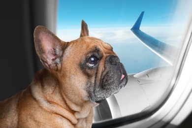 Travelling with pet. Cute French bulldog near window in airplane