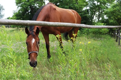 Beautiful horse grazing on green grass in paddock outdoors