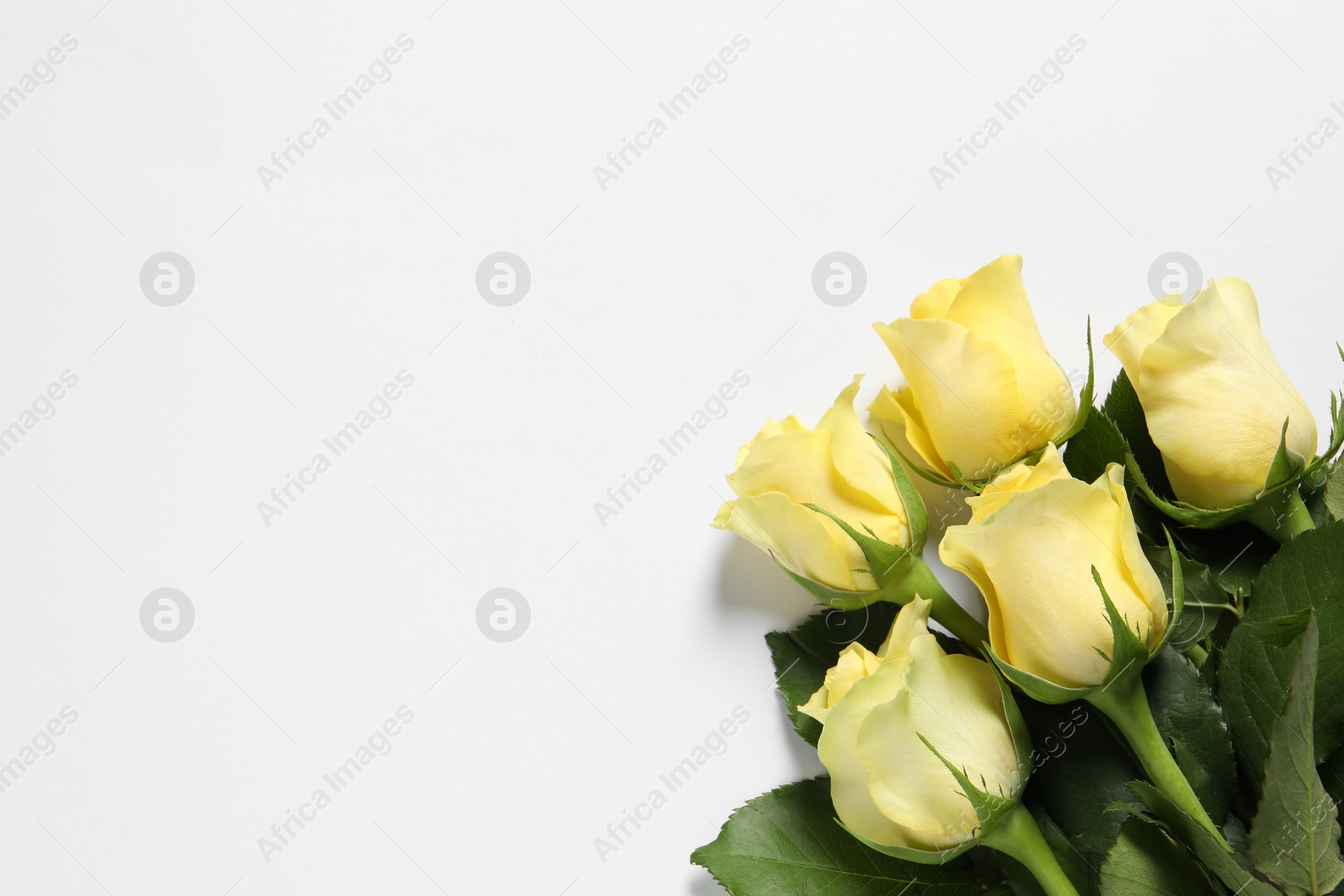 Photo of Beautiful yellow roses on white background, top view. Space for text