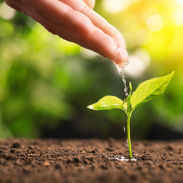 Woman pouring water on young seedling, closeup. Planting tree