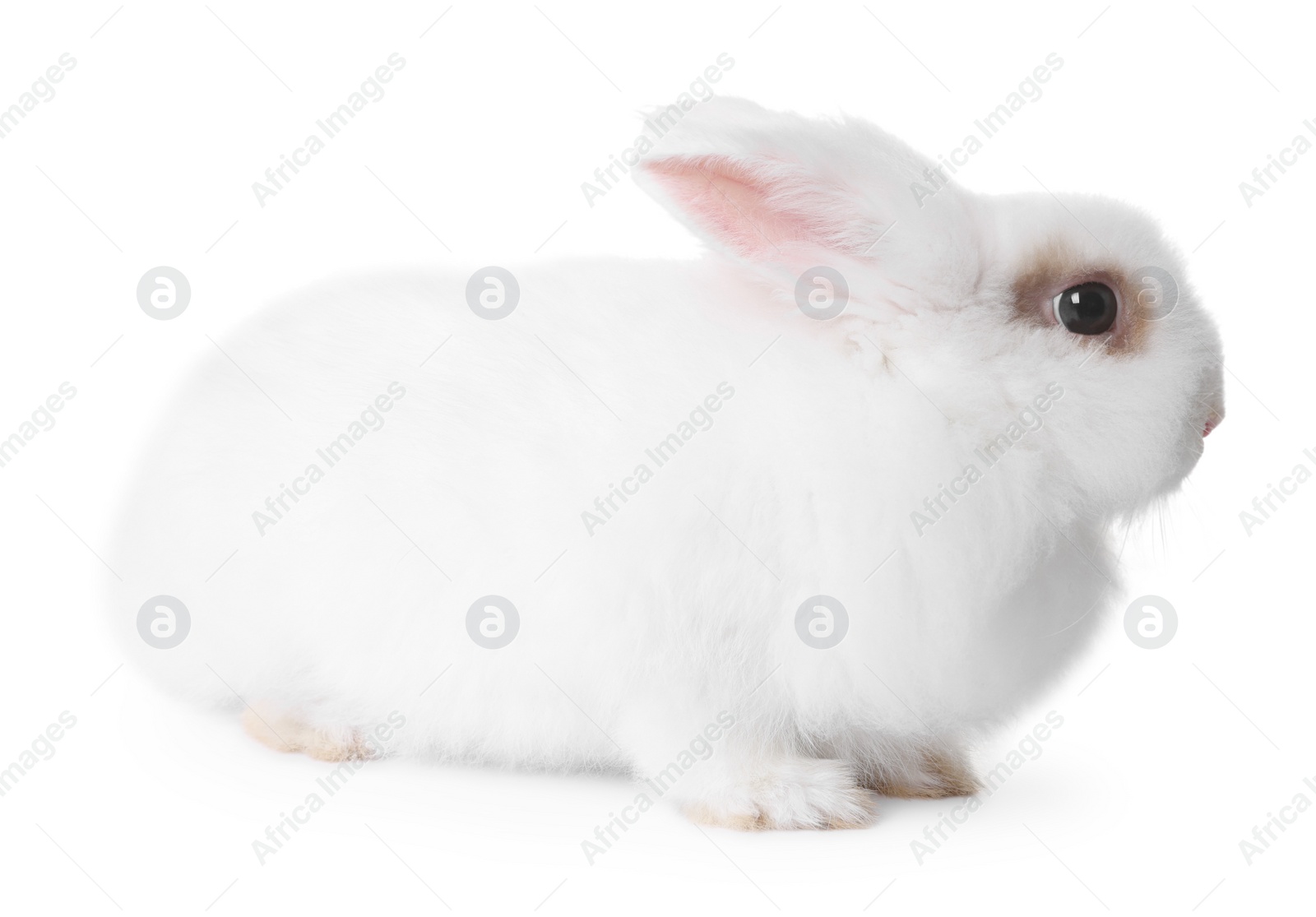 Photo of Fluffy rabbit on white background. Cute pet