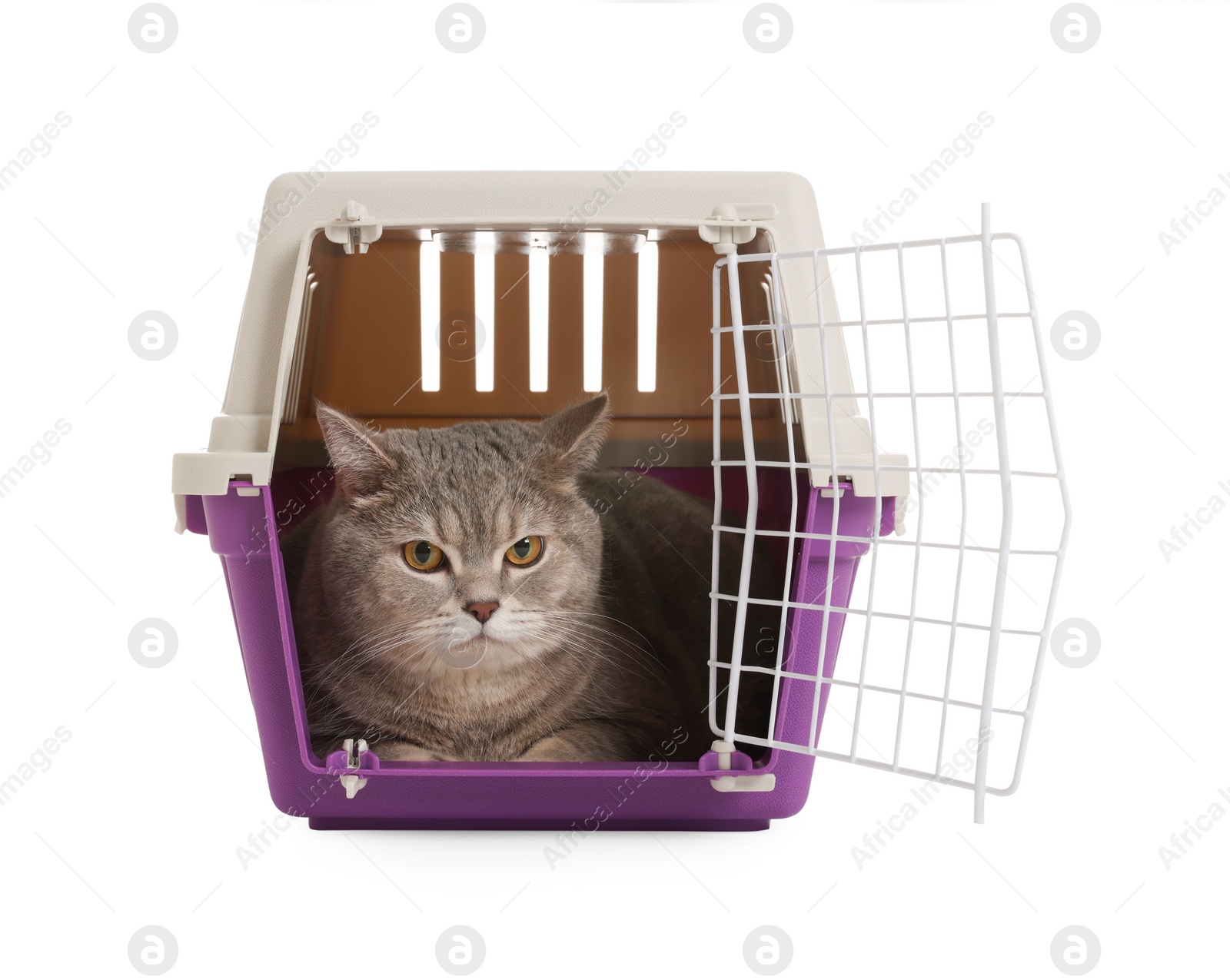 Photo of Travel with pet. Cute cat in carrier on white background