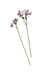 Photo of Wild dried meadow flowers on white background