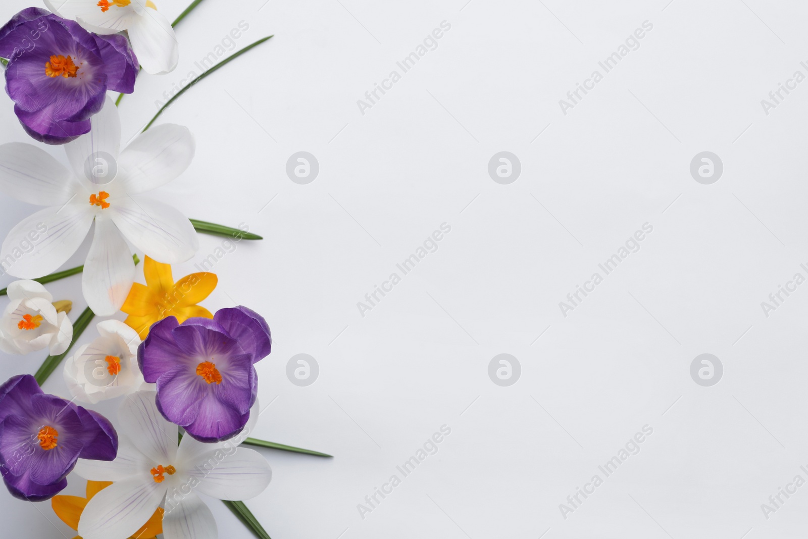 Photo of Beautiful crocus flowers on white background, flat lay. Space for text