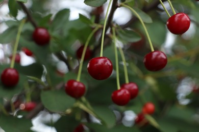 Closeup view of cherry tree with ripe red berries outdoors