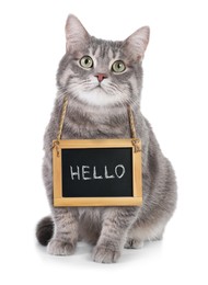 Adorable cat with Hello sign on white background