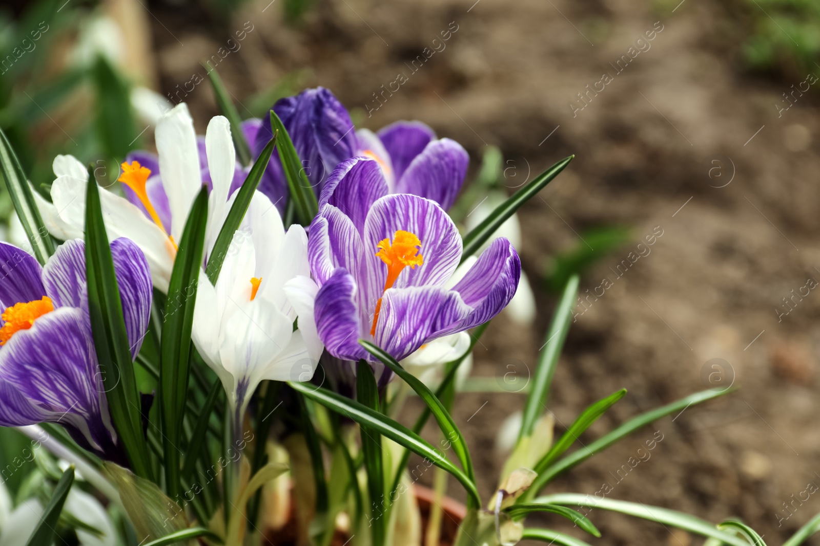 Photo of Beautiful crocuses in garden, closeup. Spring season