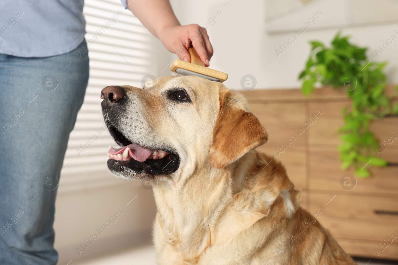 Photo of Woman brushing cute Labrador Retriever dog at home, closeup