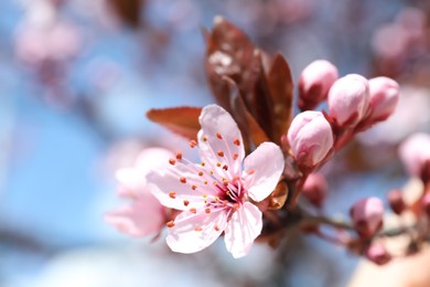 Photo of Beautiful spring pink tree blossoms against blue sky, closeup