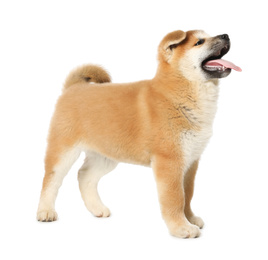 Photo of Cute Akita Inu puppy on white background. Baby animal