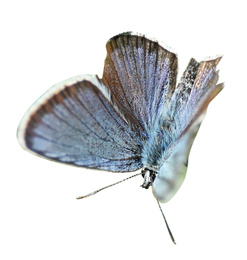 Beautiful bright butterfly flying on white background