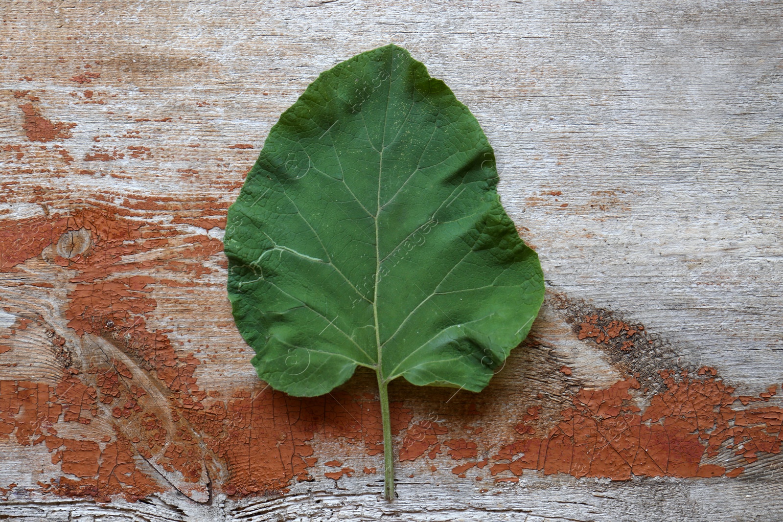 Photo of Fresh green burdock leaf on wooden table, top view