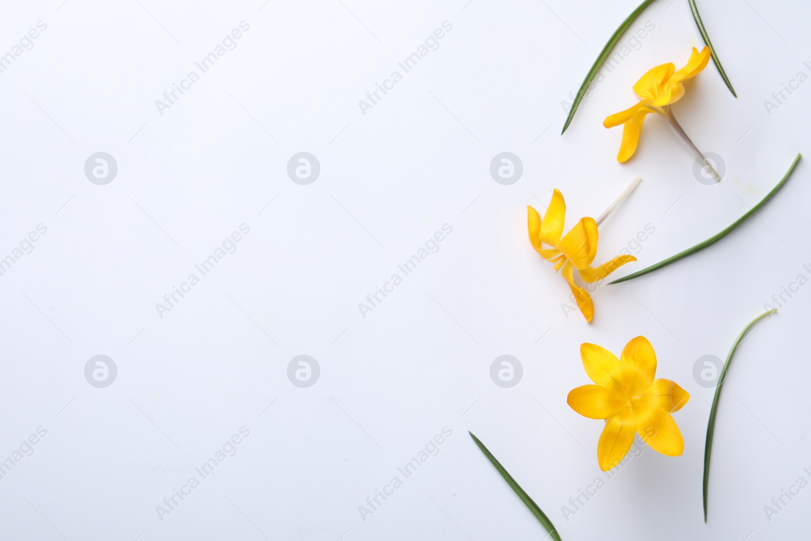 Photo of Beautiful yellow crocus flowers and leaves on white background, flat lay. Space for text