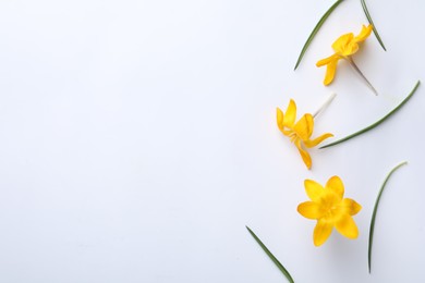 Photo of Beautiful yellow crocus flowers and leaves on white background, flat lay. Space for text