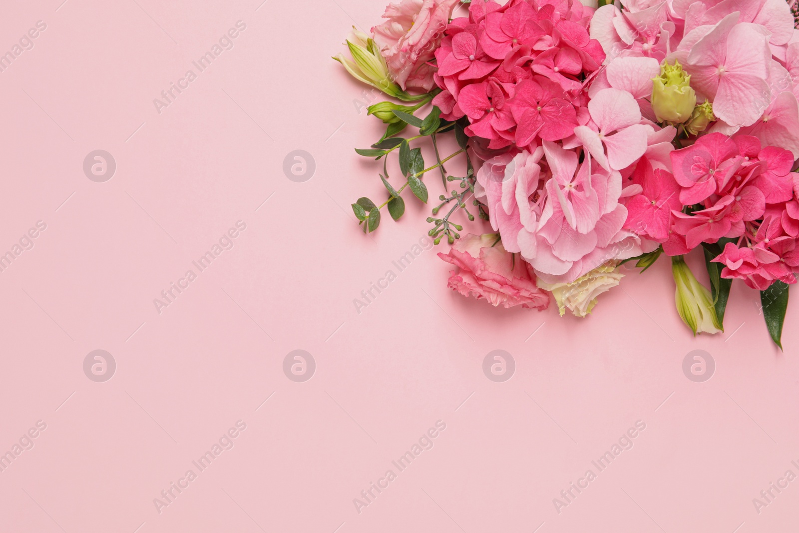 Photo of Beautiful composition with hortensia flowers on pink background, flat lay. Space for text