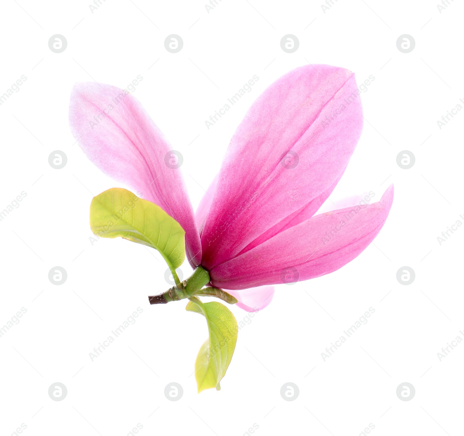 Photo of Beautiful pink magnolia flower isolated on white