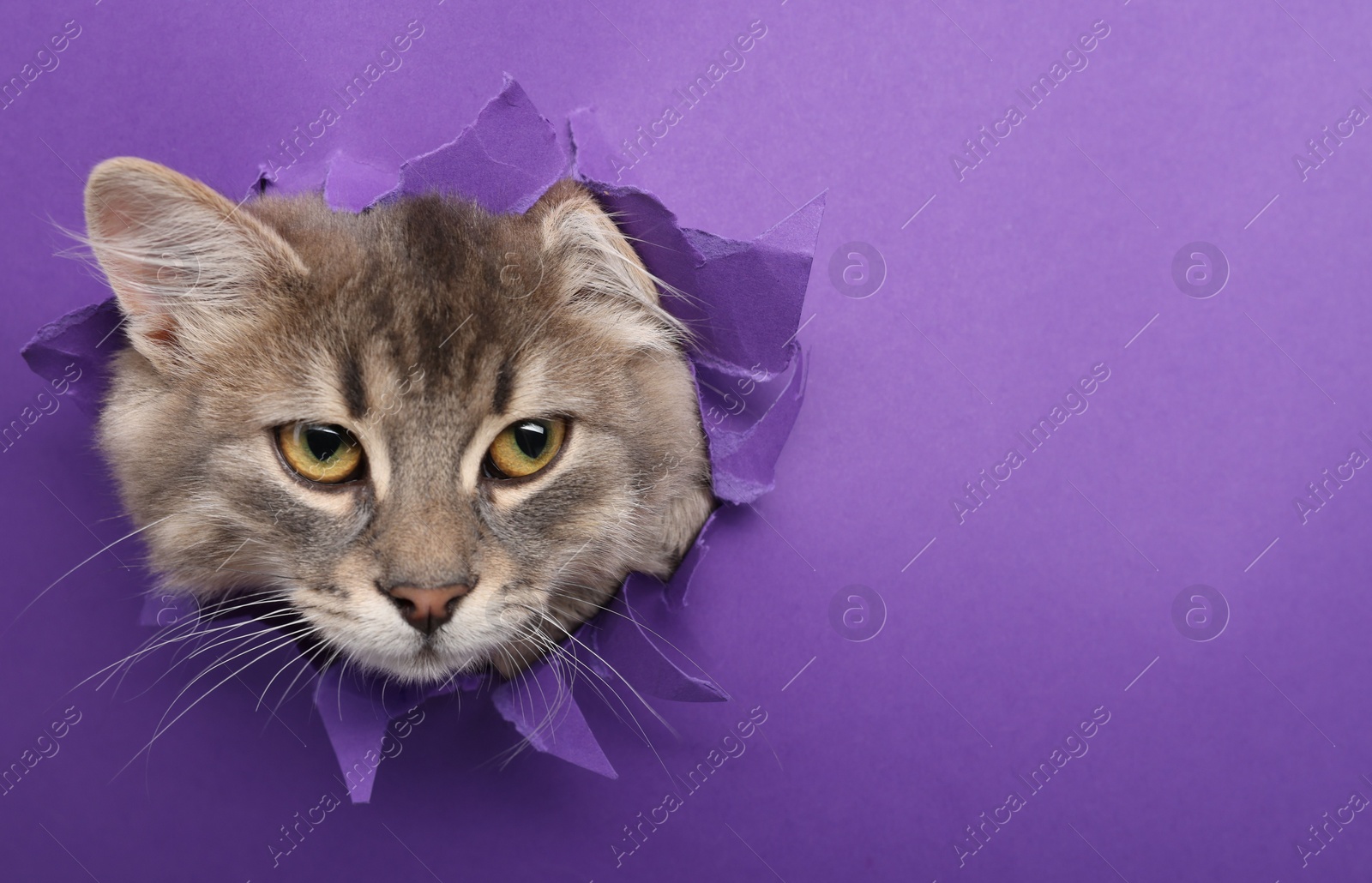 Photo of Cute cat looking through hole in purple paper. Space for text