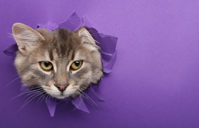 Cute cat looking through hole in purple paper. Space for text