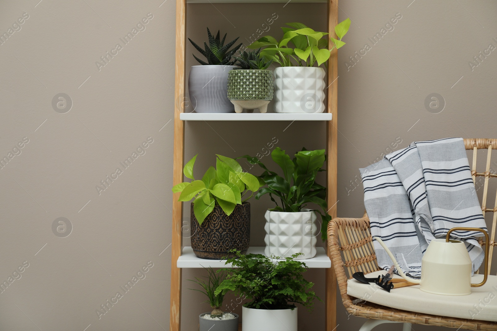 Photo of Beautiful houseplants on shelving unit near beige wall