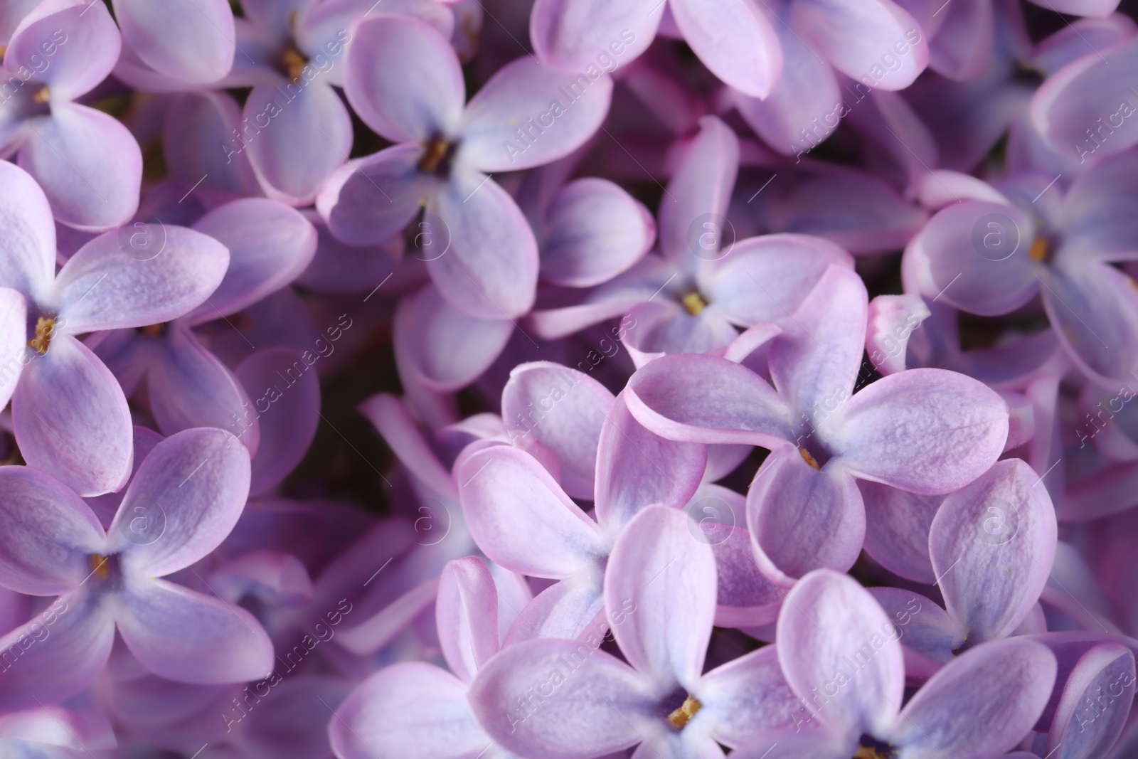 Photo of Closeup view of beautiful blossoming lilac as background