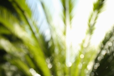 Photo of Blurred view of palm leaves on sunny day outdoors. Bokeh effect