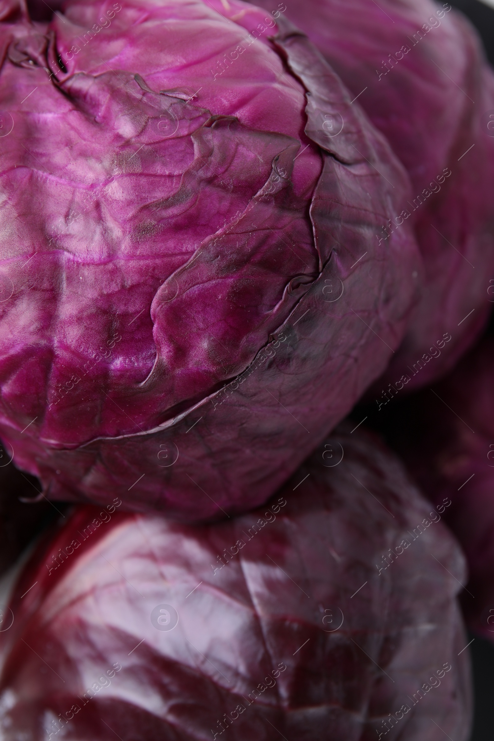 Photo of Many whole red cabbages as background, closeup