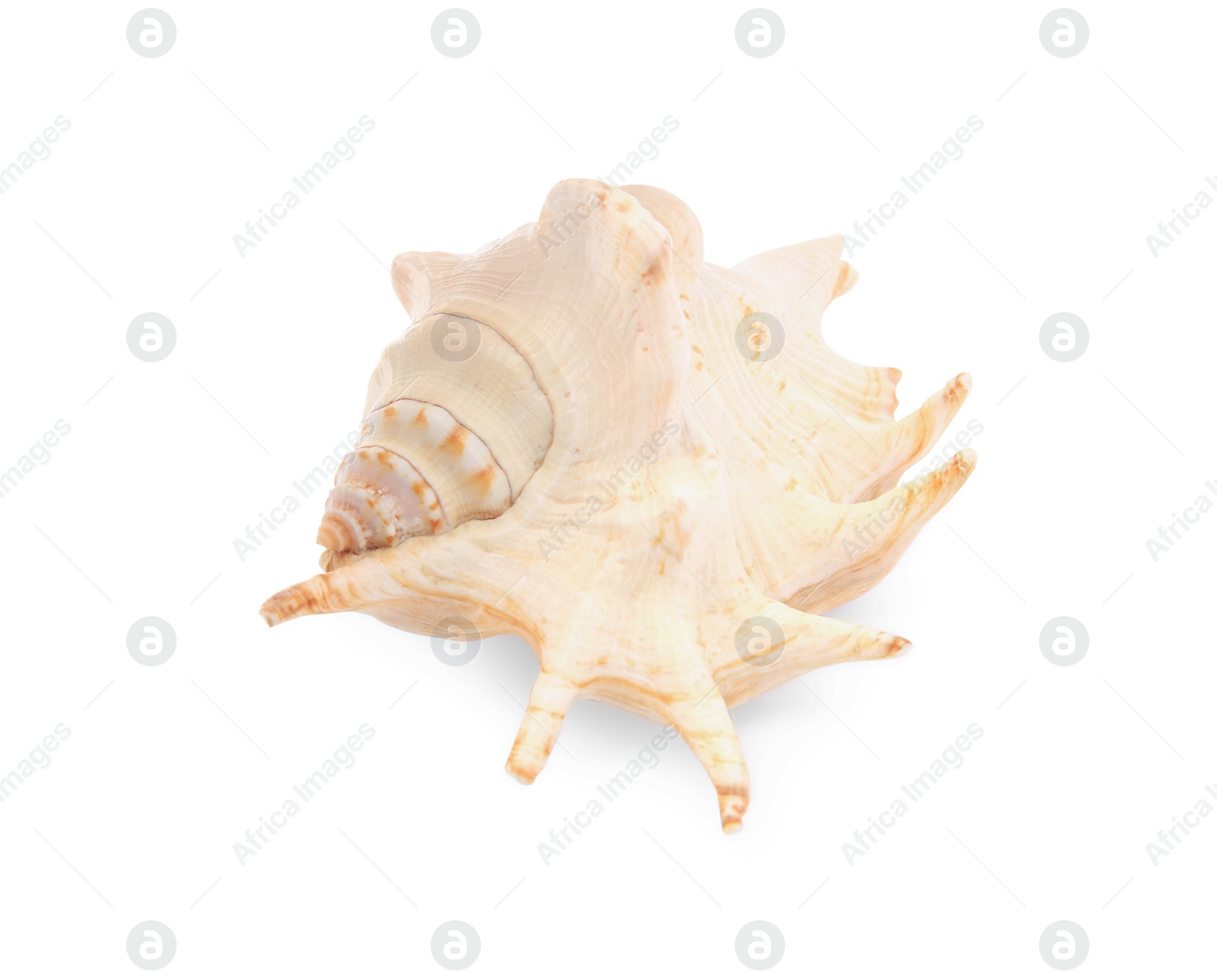 Photo of Beautiful seashell isolated on white. Beach object