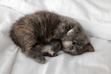 Photo of Cute fluffy kitten lying on soft bed, above view
