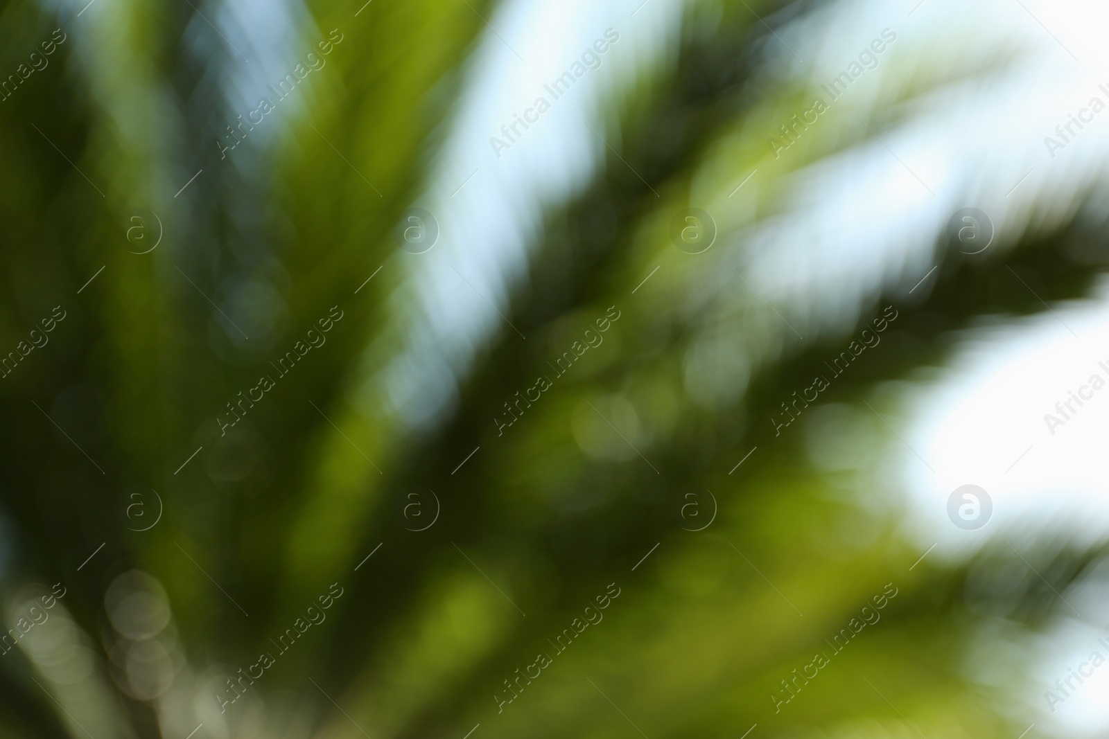 Photo of Blurred view of palm leaves on sunny day outdoors. Bokeh effect