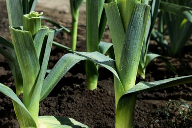 Photo of Fresh green leeks growing in field on sunny day, closeup