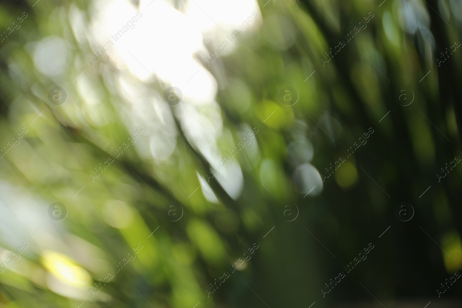 Photo of Blurred view of green trees on sunny day outdoors. Bokeh effect