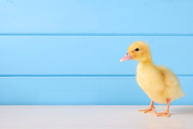 Photo of Baby animal. Cute fluffy duckling on white wooden table near light blue wall, space for text