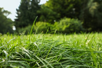 Photo of Fresh green grass growing on meadow in summer, closeup