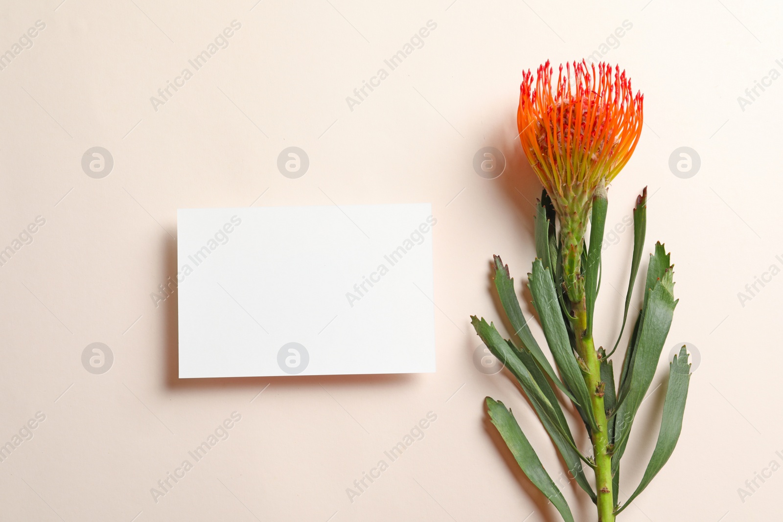 Photo of Creative composition with tropical flower and card on light background, top view