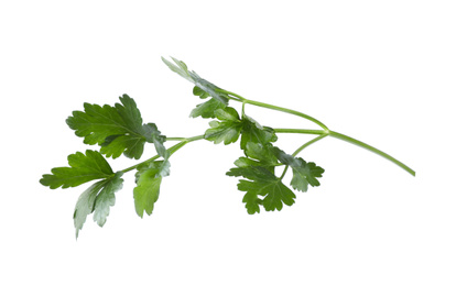 Photo of Aromatic fresh green parsley isolated on white