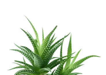 Photo of Aloe vera with green leaves on white background