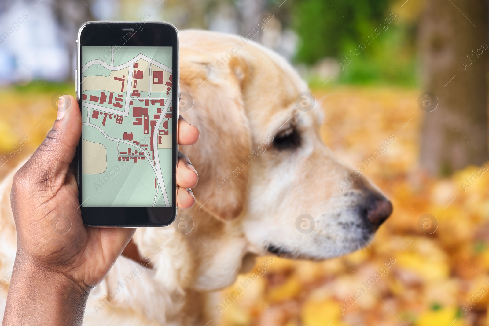 Image of Application to find pet by identification chip. African American man using smartphone near dog with collar outdoors, closeup