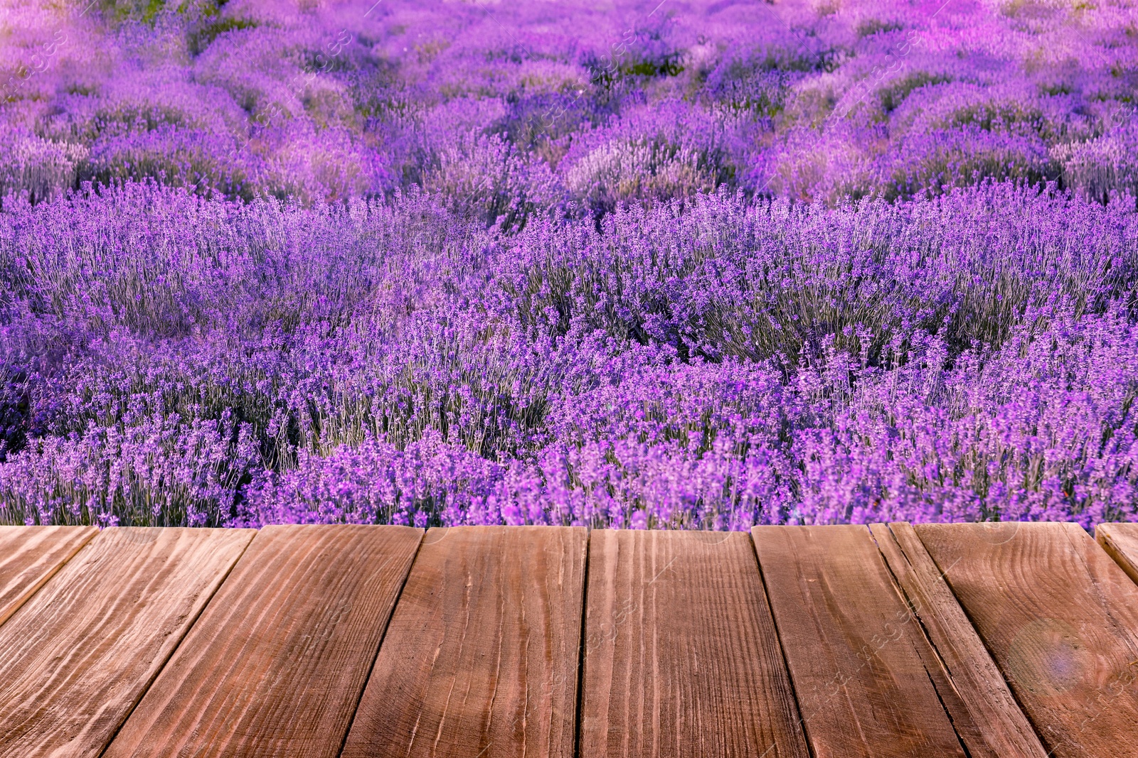 Image of Empty wooden surface in field with beautiful blooming lavender on sunny day